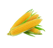 Corn -  मक्का